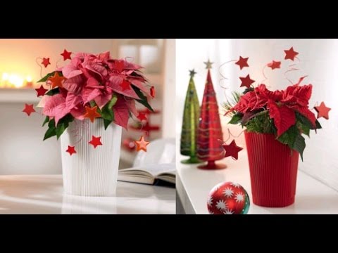 Home Poinsettia Care