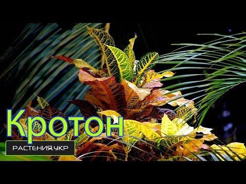 Chăm sóc croton (codium) tại nhà