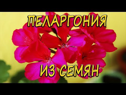 Pelargonium - chăm sóc và sinh sản tại nhà