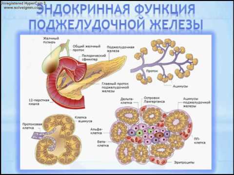 Nó ở đâu, đau như thế nào và làm thế nào để điều trị tuyến tụy