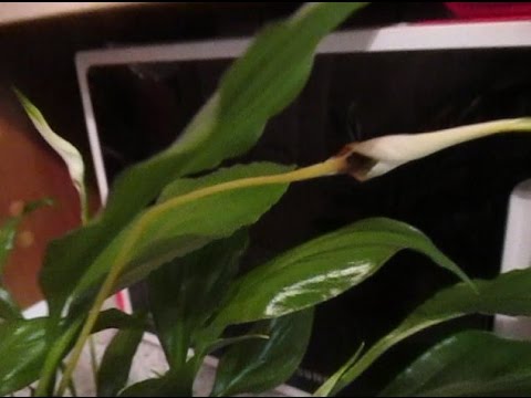 Chăm sóc cho spathiphyllum tại nhà