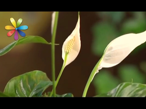 Chăm sóc cho spathiphyllum tại nhà