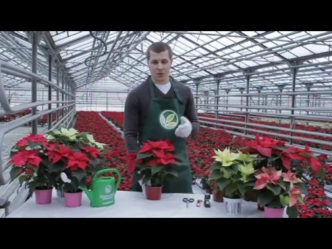 Home Poinsettia Care