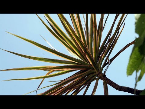 Cách chăm sóc dracaena tại nhà