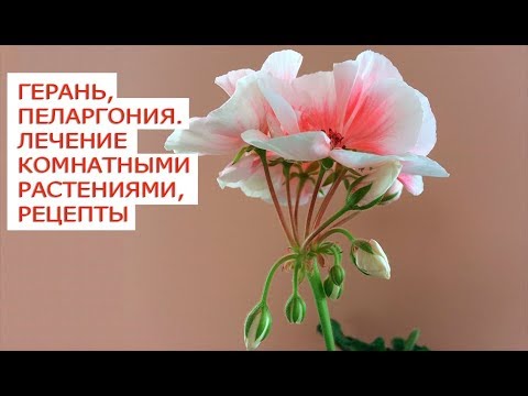 Pelargonium - chăm sóc và sinh sản tại nhà