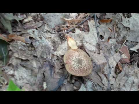 How to cook mushroom mushroom at home