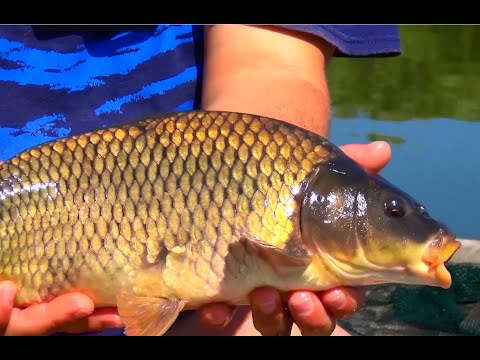 How and what to catch carp? Habits, bait, video