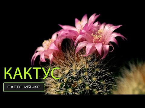 Cacti: loài, chăm sóc tại nhà, chăn nuôi, lời khuyên và bệnh tật