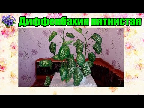 Chăm sóc tại nhà cho dieffenbachia