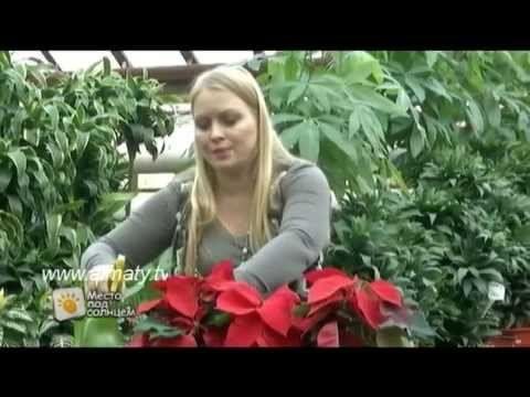 Home Poinsettia Care