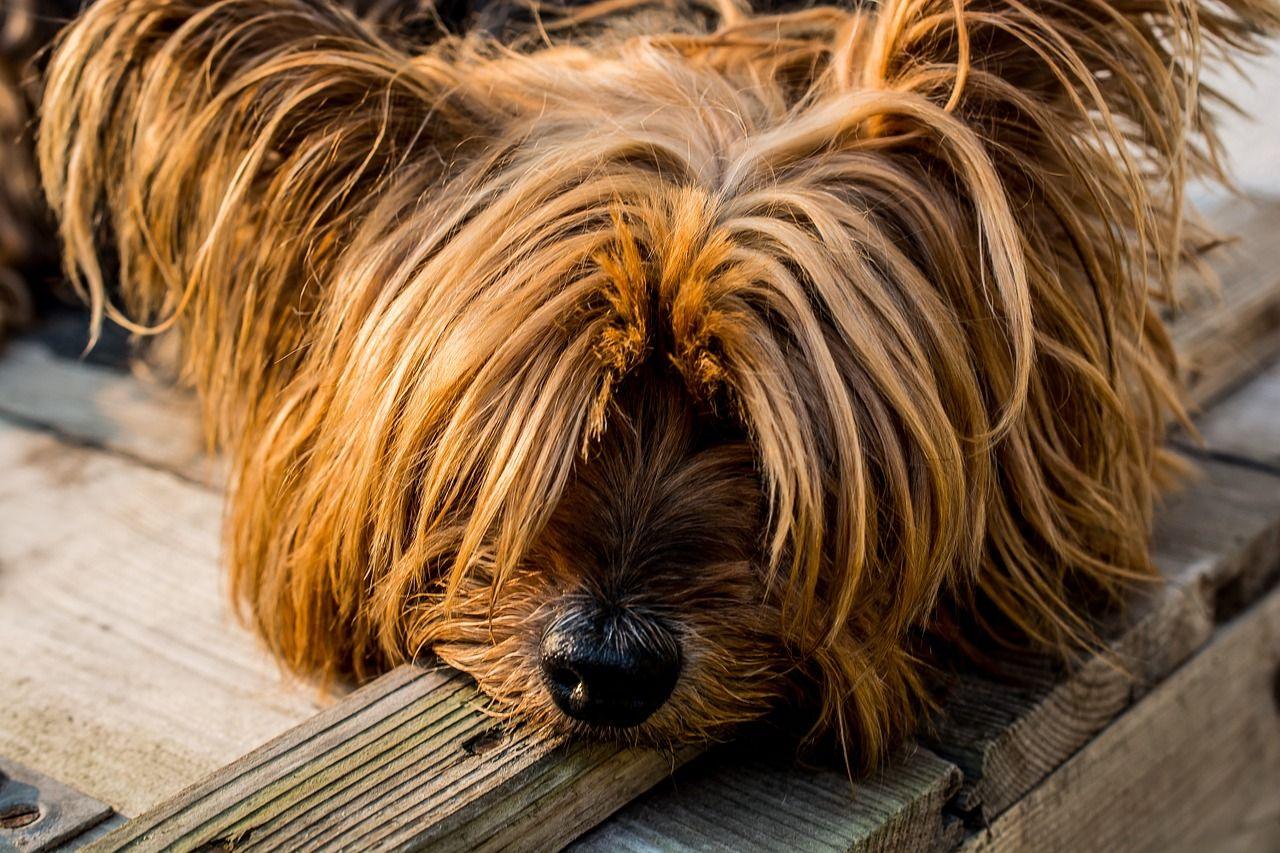 Hvordan man vælger en hund