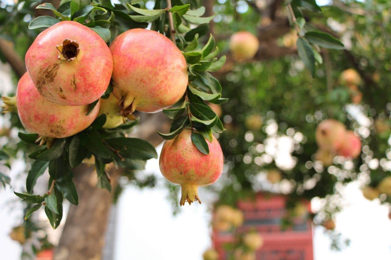 Pomegranate tree with fruits