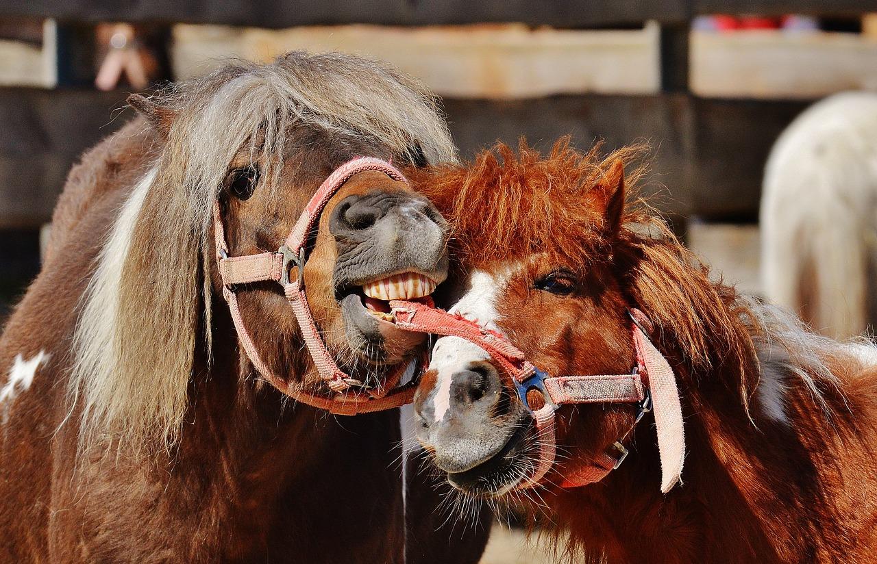 Foto av muntre og snille hester