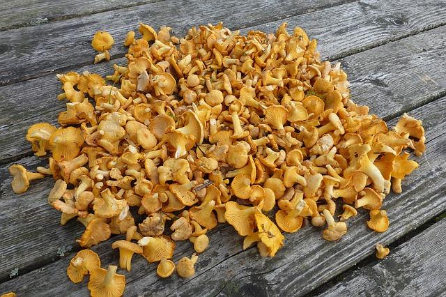 Cả một núi chanterelles