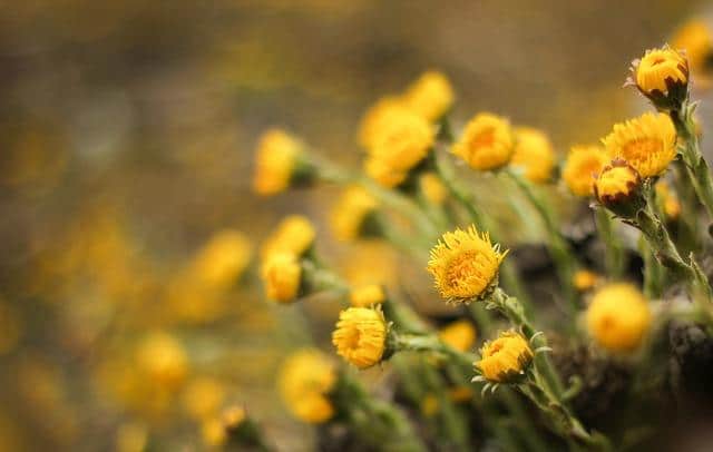 Chamomile vs bronchitis