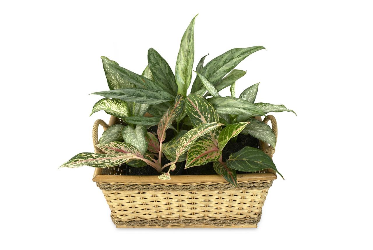 Home care for dieffenbachia