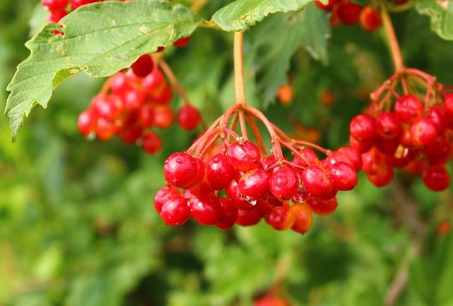 Bunch of Viburnum trên một bụi cây