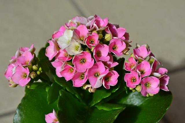 Hoa hồng trên Kalanchoe