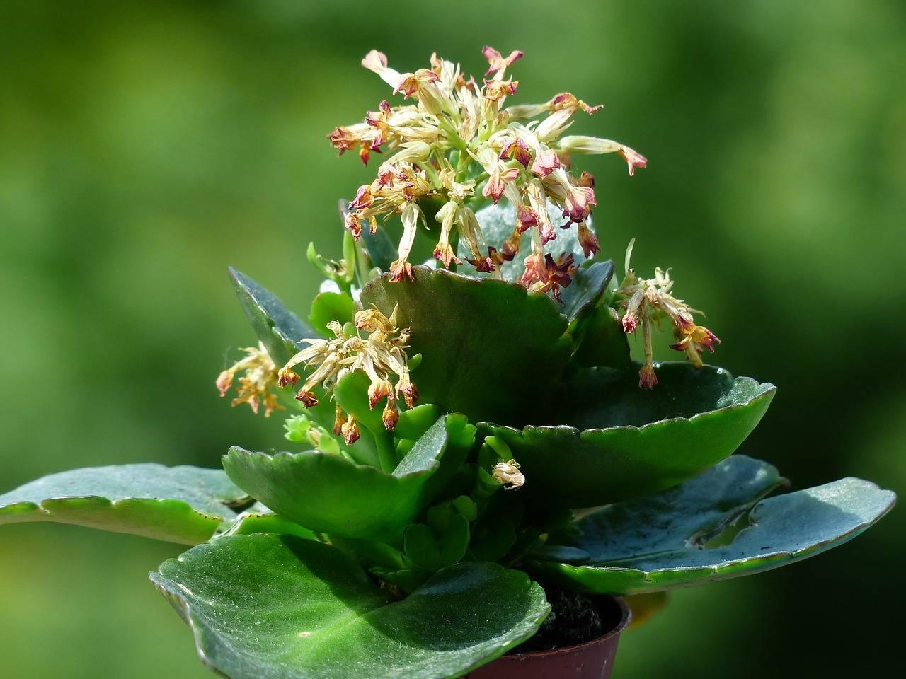 Kalanchoe care at home