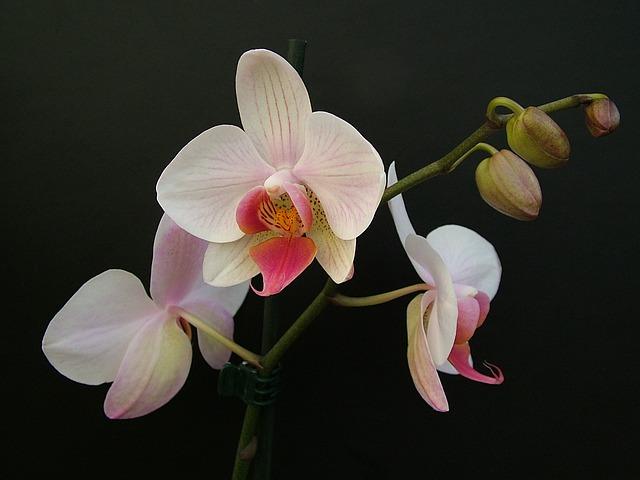 Cụm hoa màu trắng trong phalaenopsis