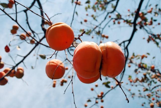 Quả hồng chín trên cây