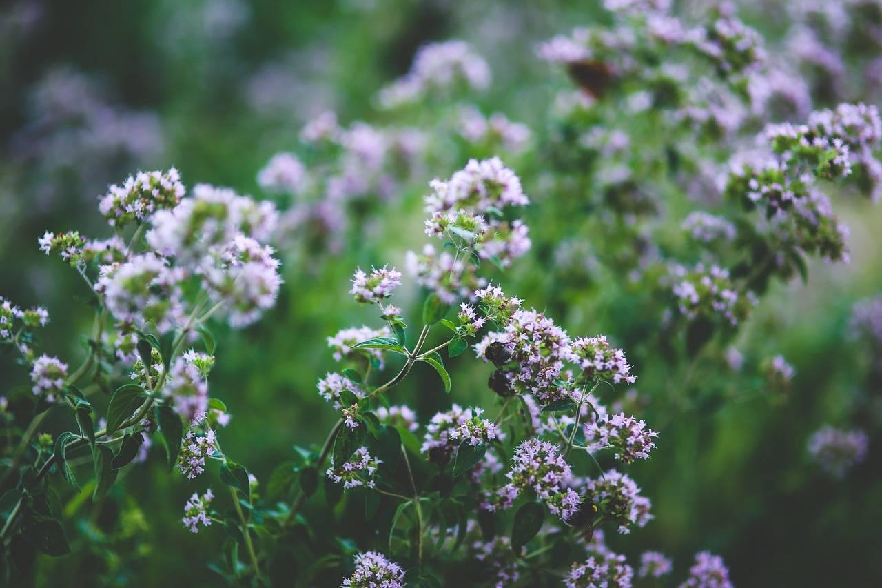 Oregano grass