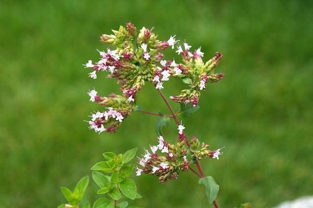 Hoa hồng ngoại Oregano