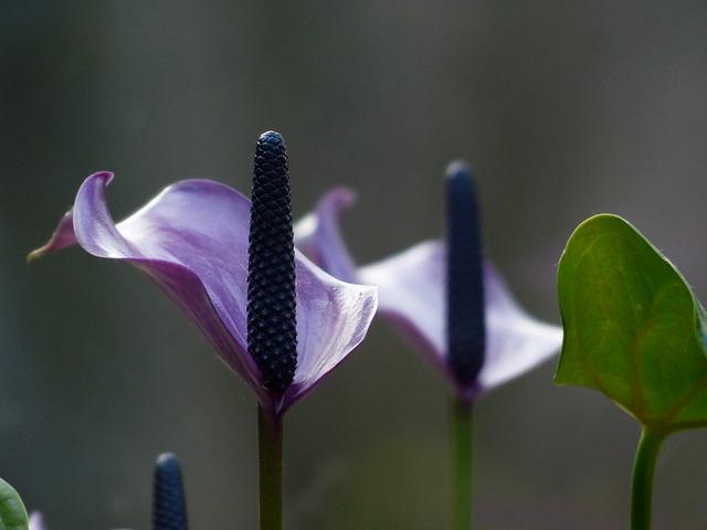 Hoa hồng ngoại spathiphyllum