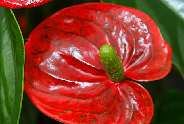 Các đốm trên các cụm hoa anthurium