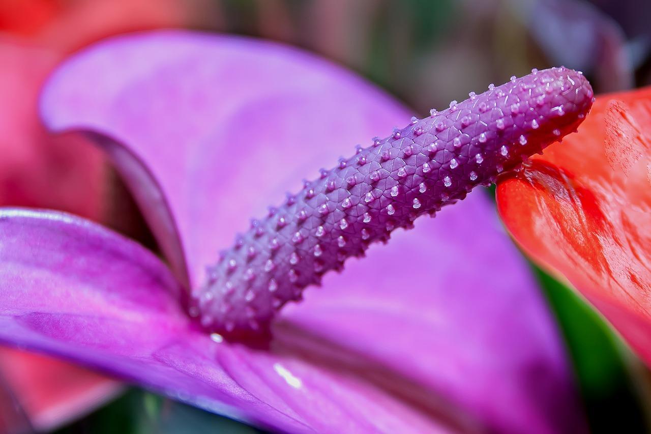 Anthurium care at home