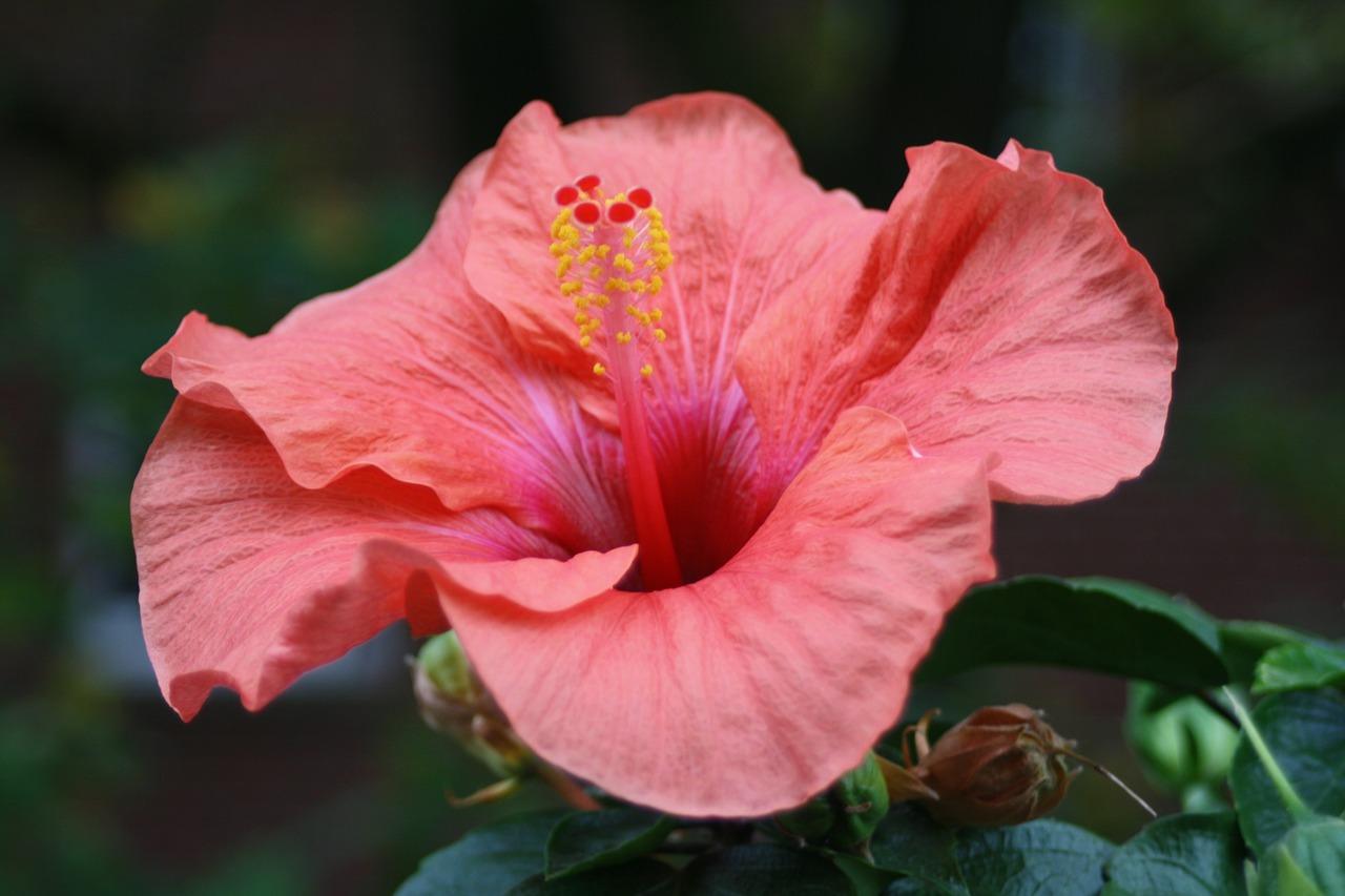 Hibiskus blomsterfoto