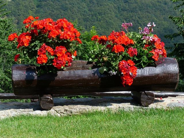 Pelargonium trên đường phố