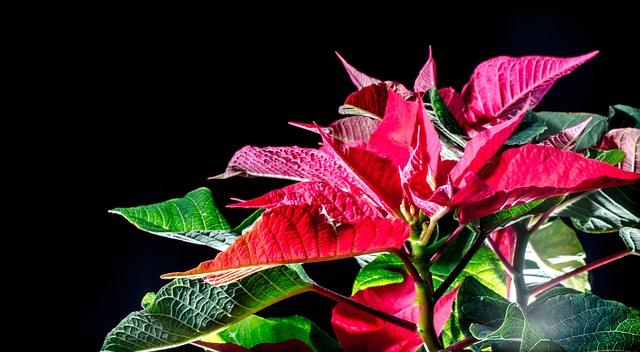 Blooming poinsettia