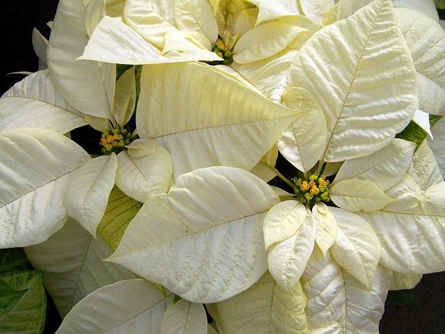 Photo of a white poinsettia