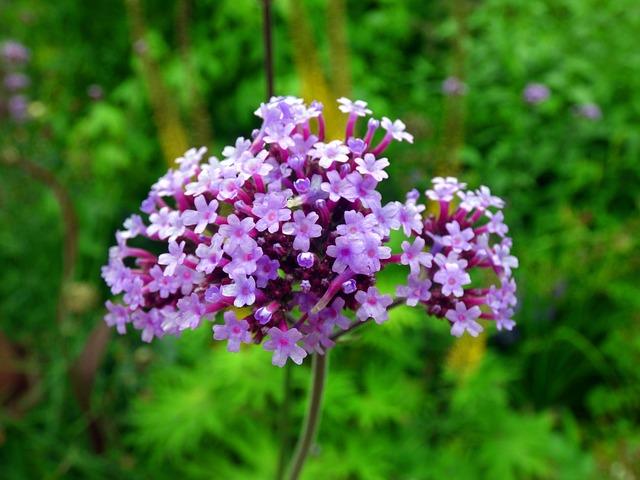 Photo Yarrow Argentinean