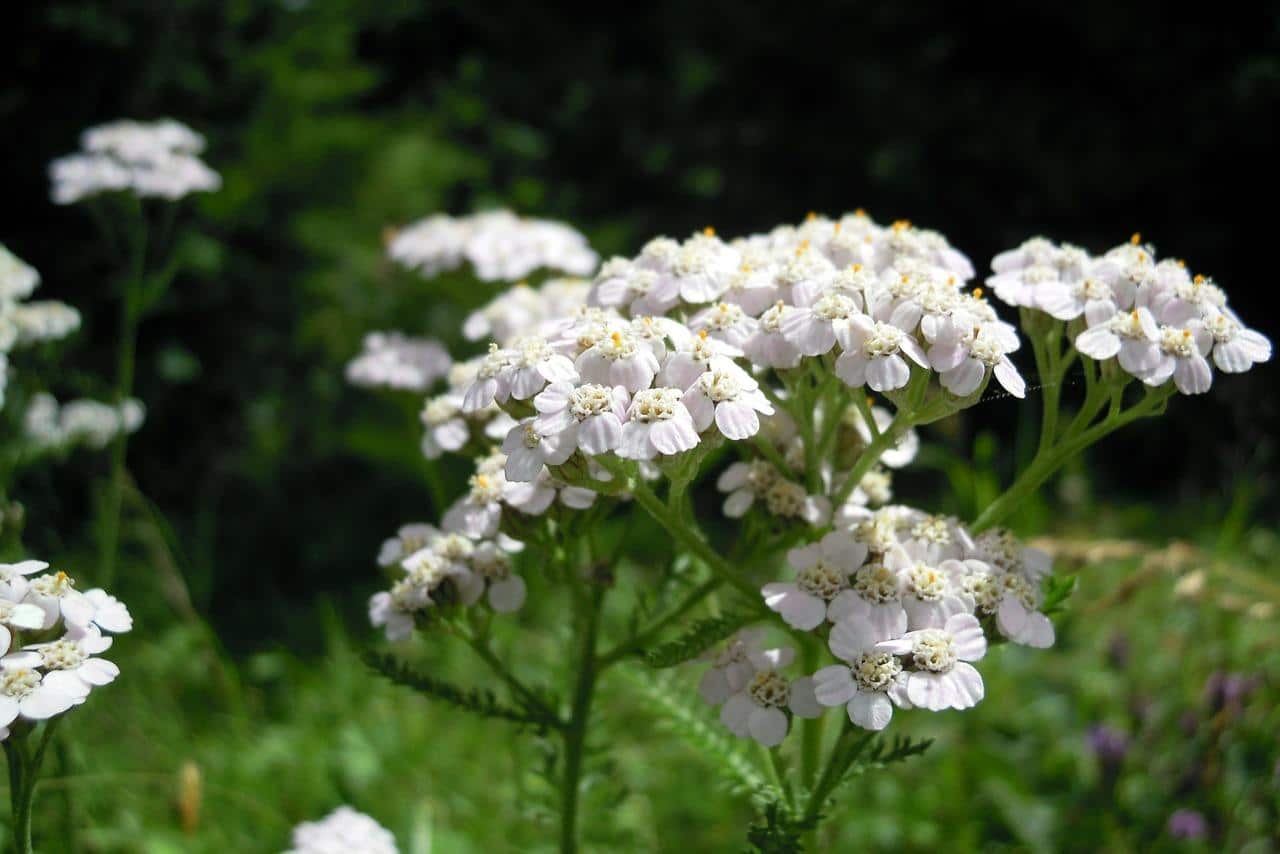 Hình ảnh hoa hồng yarrow