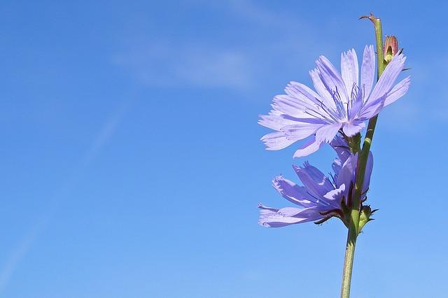 Vakker sikori blomst