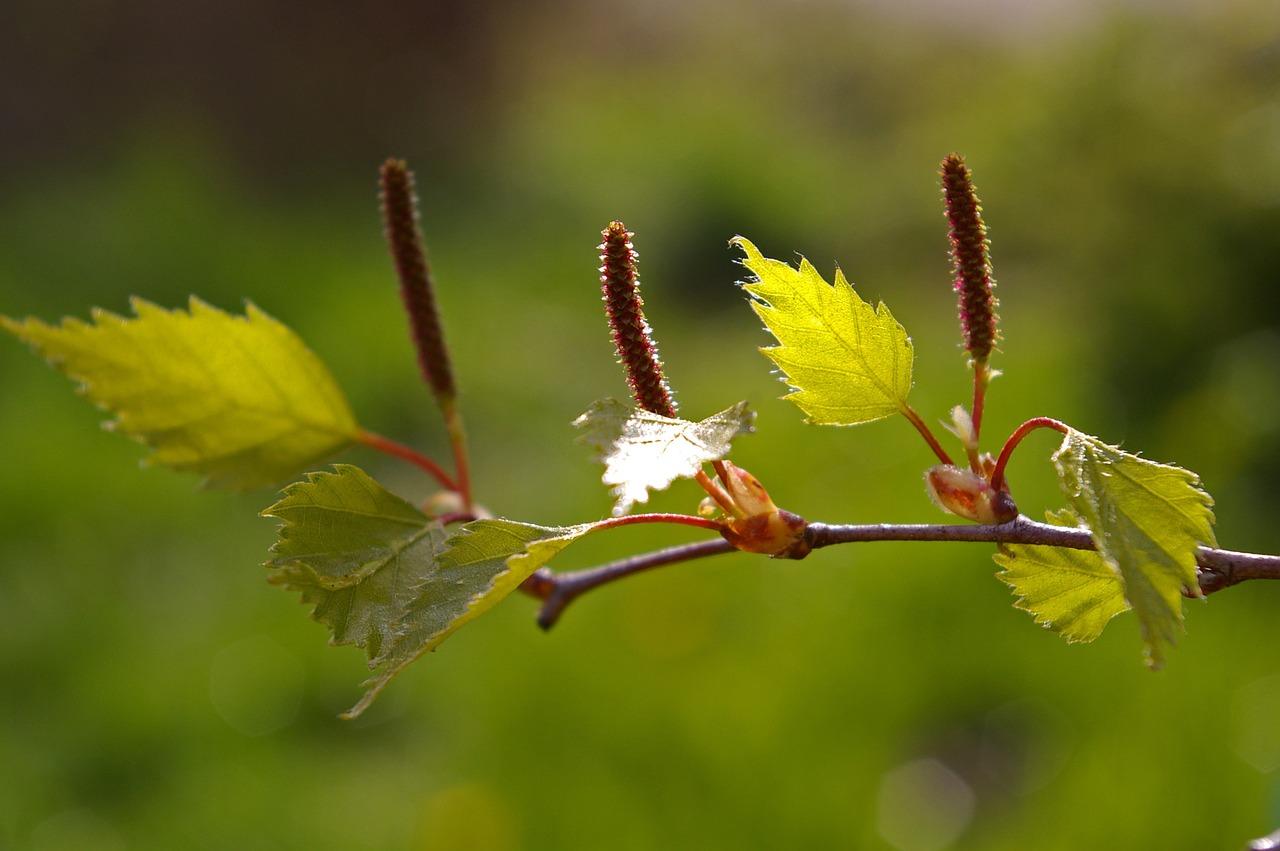 How to make kvass from birch sap