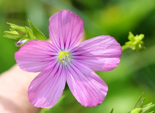 Flax flower photo