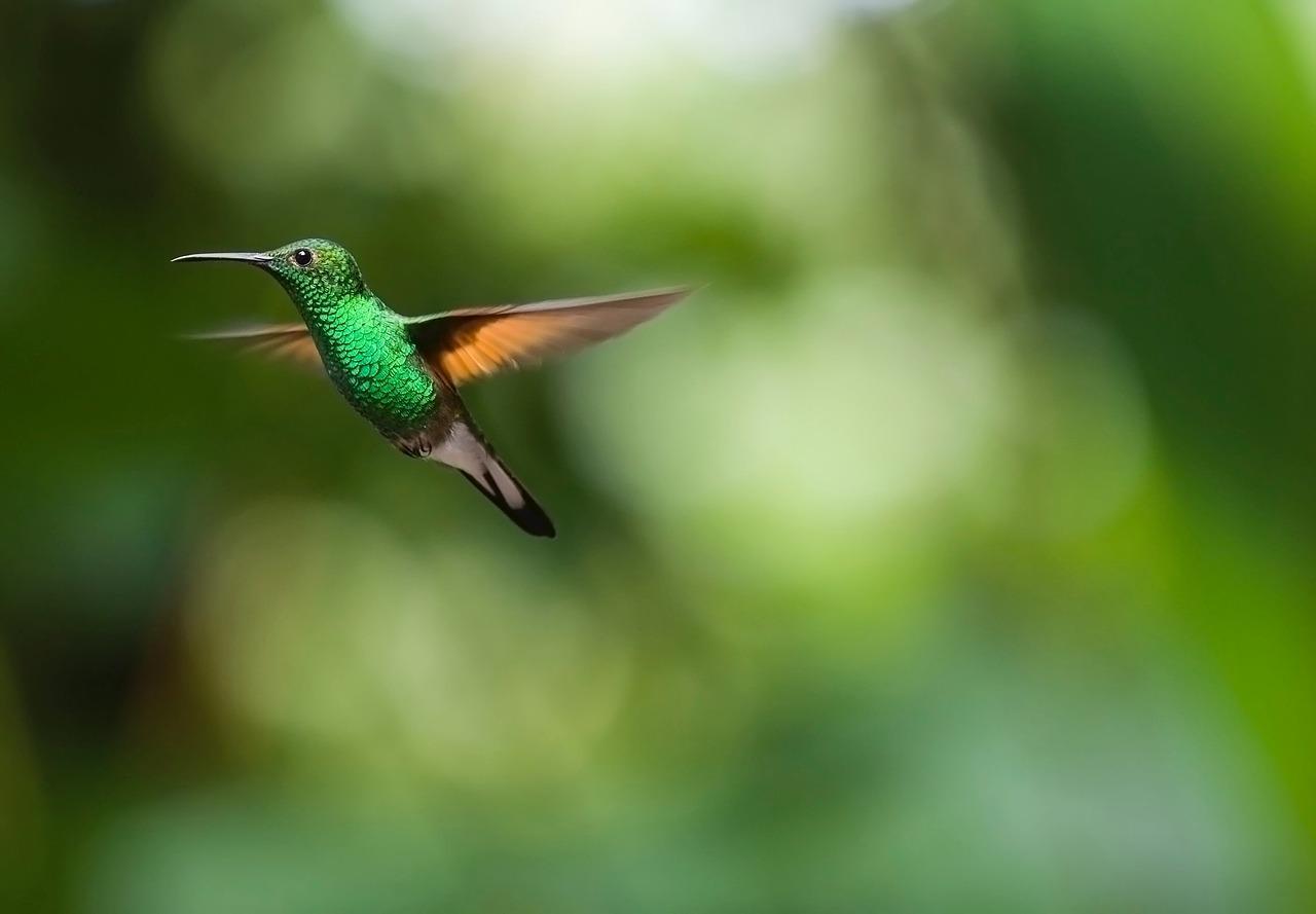 Where do hummingbirds live