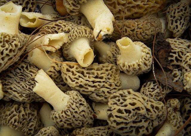 Hình ảnh của một loạt các morels