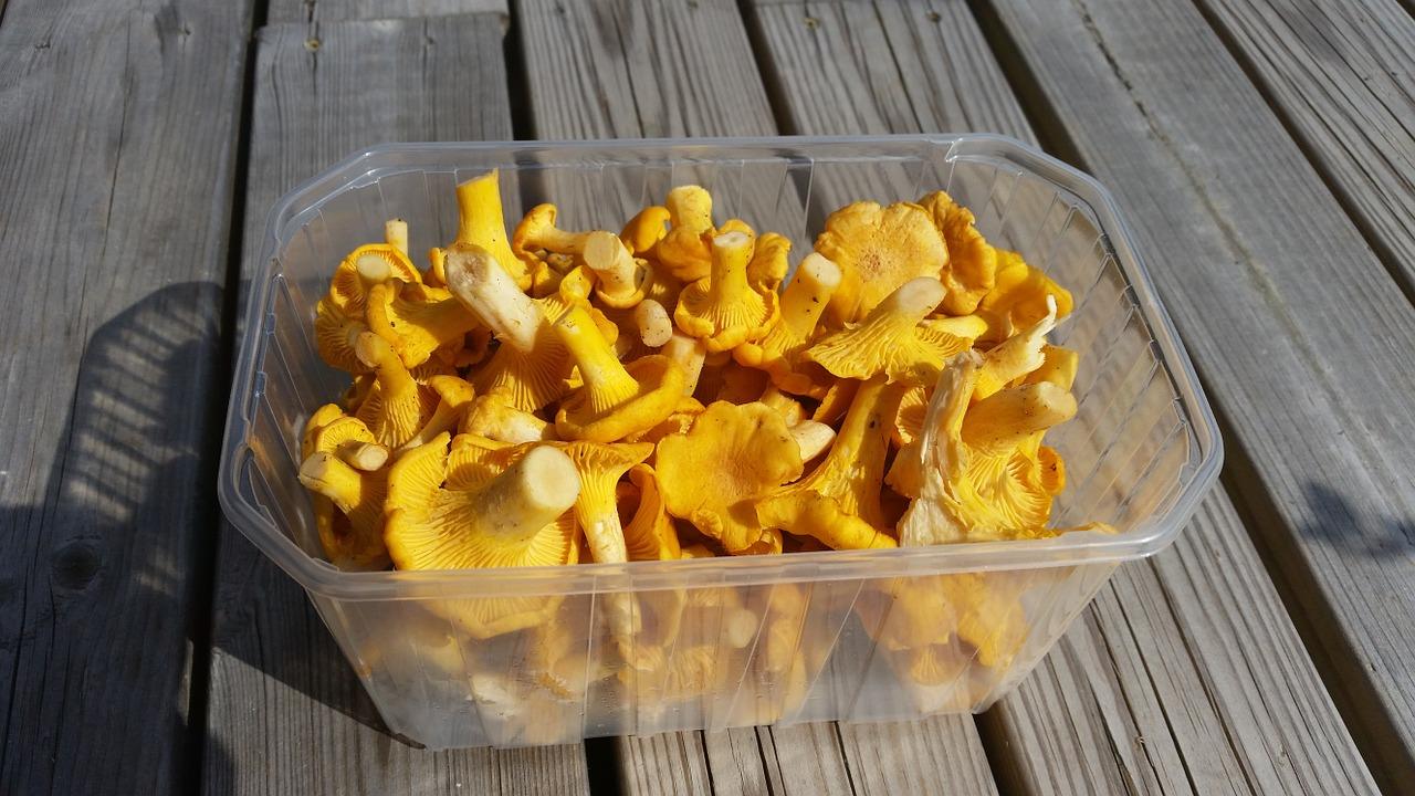 Cách chanterelles muối tại nhà