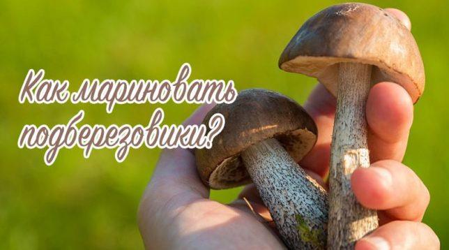 Boletus trong tay của con người