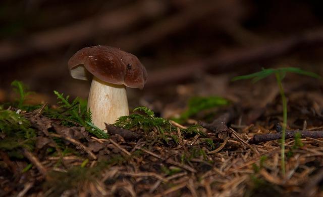 White mushroom in the forest