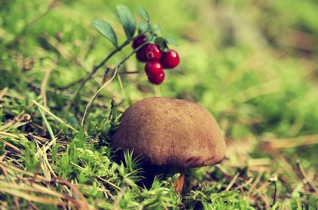 Photo of a flywheel in the forest